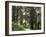 Canada, B.C., Sitka Spruce Forest at Exchamsiks River Provincial Park-Mike Grandmaison-Framed Photographic Print