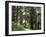 Canada, B.C., Sitka Spruce Forest at Exchamsiks River Provincial Park-Mike Grandmaison-Framed Photographic Print