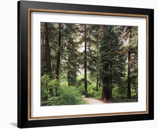 Canada, B.C., Sitka Spruce Forest at Exchamsiks River Provincial Park-Mike Grandmaison-Framed Photographic Print