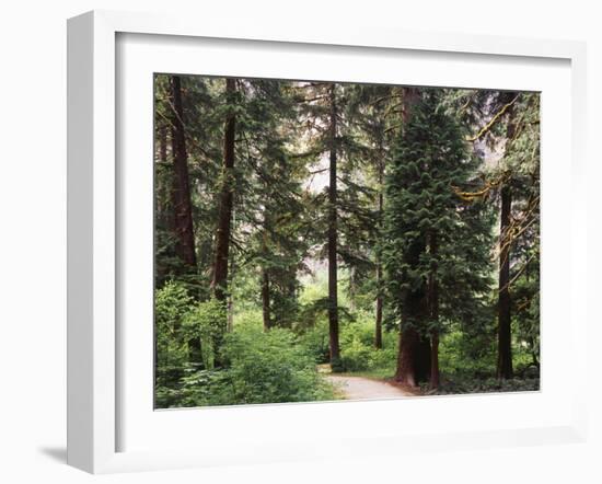 Canada, B.C., Sitka Spruce Forest at Exchamsiks River Provincial Park-Mike Grandmaison-Framed Photographic Print