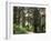 Canada, B.C., Sitka Spruce Forest at Exchamsiks River Provincial Park-Mike Grandmaison-Framed Photographic Print