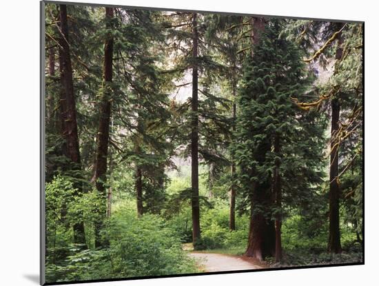 Canada, B.C., Sitka Spruce Forest at Exchamsiks River Provincial Park-Mike Grandmaison-Mounted Photographic Print