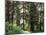 Canada, B.C., Sitka Spruce Forest at Exchamsiks River Provincial Park-Mike Grandmaison-Mounted Photographic Print
