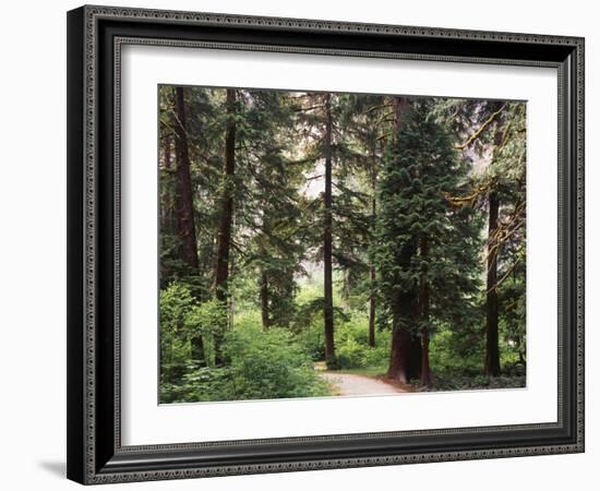 Canada, B.C., Sitka Spruce Forest at Exchamsiks River Provincial Park-Mike Grandmaison-Framed Photographic Print