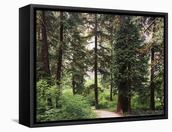 Canada, B.C., Sitka Spruce Forest at Exchamsiks River Provincial Park-Mike Grandmaison-Framed Premier Image Canvas