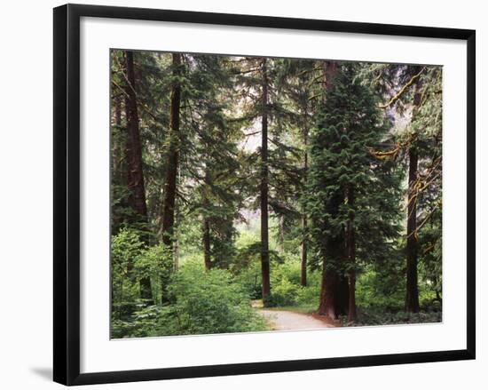 Canada, B.C., Sitka Spruce Forest at Exchamsiks River Provincial Park-Mike Grandmaison-Framed Photographic Print