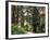 Canada, B.C., Sitka Spruce Forest at Exchamsiks River Provincial Park-Mike Grandmaison-Framed Photographic Print