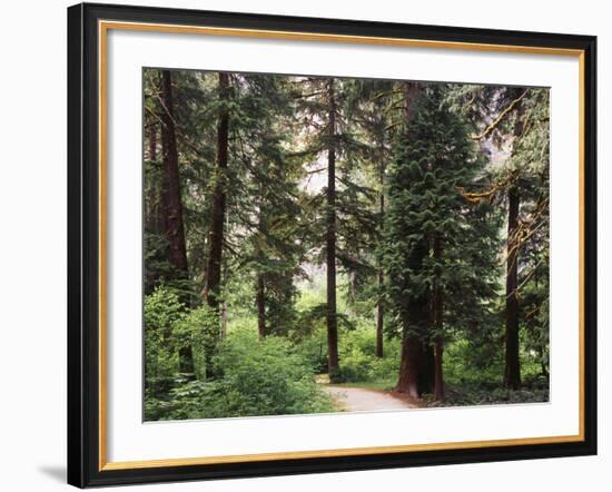 Canada, B.C., Sitka Spruce Forest at Exchamsiks River Provincial Park-Mike Grandmaison-Framed Photographic Print