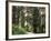 Canada, B.C., Sitka Spruce Forest at Exchamsiks River Provincial Park-Mike Grandmaison-Framed Photographic Print