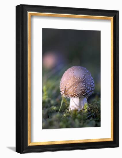 Canada, B.C, Vancouver. Amanita Muscaria at a Young Stage with Moss-Kevin Oke-Framed Photographic Print