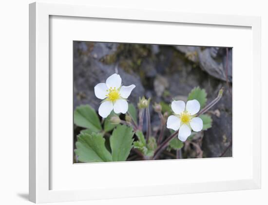 Canada, B.C, Vancouver Island. Coastal Strawberry, Fragaria Chiloensis-Kevin Oke-Framed Photographic Print