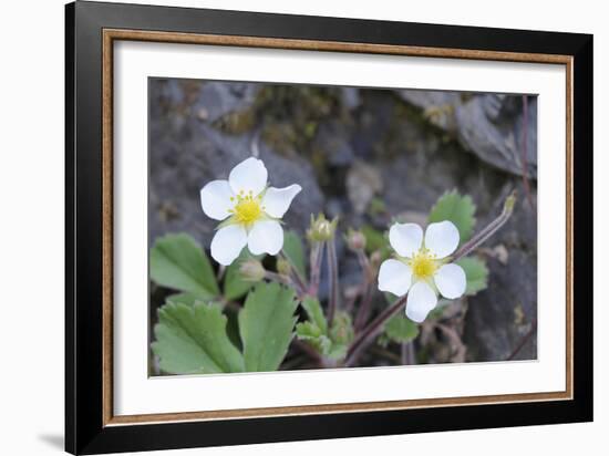 Canada, B.C, Vancouver Island. Coastal Strawberry, Fragaria Chiloensis-Kevin Oke-Framed Photographic Print