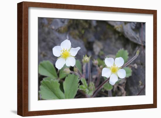 Canada, B.C, Vancouver Island. Coastal Strawberry, Fragaria Chiloensis-Kevin Oke-Framed Photographic Print