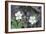 Canada, B.C, Vancouver Island. Coastal Strawberry, Fragaria Chiloensis-Kevin Oke-Framed Photographic Print