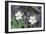 Canada, B.C, Vancouver Island. Coastal Strawberry, Fragaria Chiloensis-Kevin Oke-Framed Photographic Print