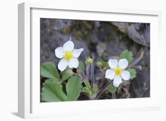 Canada, B.C, Vancouver Island. Coastal Strawberry, Fragaria Chiloensis-Kevin Oke-Framed Photographic Print