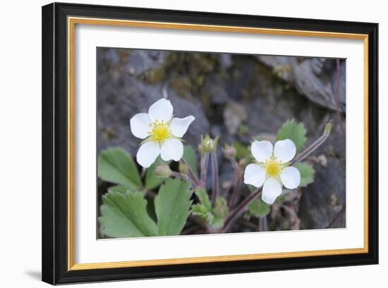 Canada, B.C, Vancouver Island. Coastal Strawberry, Fragaria Chiloensis-Kevin Oke-Framed Photographic Print