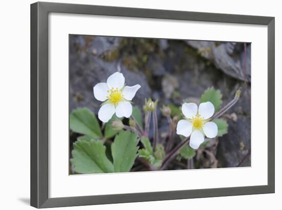 Canada, B.C, Vancouver Island. Coastal Strawberry, Fragaria Chiloensis-Kevin Oke-Framed Photographic Print