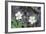 Canada, B.C, Vancouver Island. Coastal Strawberry, Fragaria Chiloensis-Kevin Oke-Framed Photographic Print