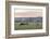 Canada, B.C., Vancouver Island, Cowichan Valley. Cows at a Dairy Farm-Kevin Oke-Framed Photographic Print