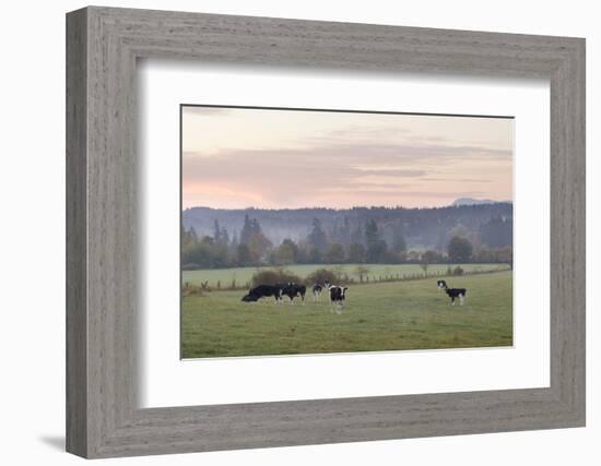 Canada, B.C., Vancouver Island, Cowichan Valley. Cows at a Dairy Farm-Kevin Oke-Framed Photographic Print