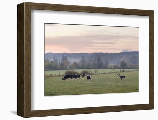 Canada, B.C., Vancouver Island, Cowichan Valley. Cows at a Dairy Farm-Kevin Oke-Framed Photographic Print