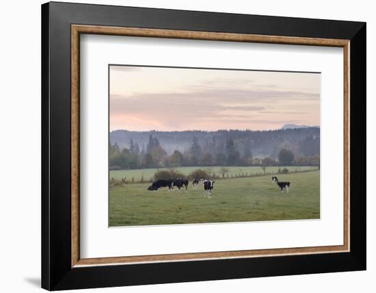 Canada, B.C., Vancouver Island, Cowichan Valley. Cows at a Dairy Farm-Kevin Oke-Framed Photographic Print