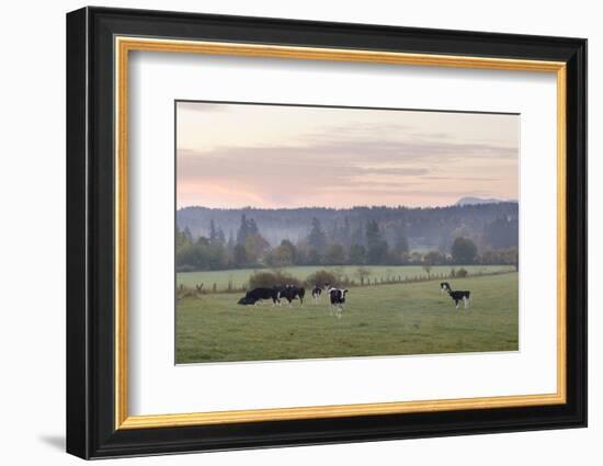 Canada, B.C., Vancouver Island, Cowichan Valley. Cows at a Dairy Farm-Kevin Oke-Framed Photographic Print