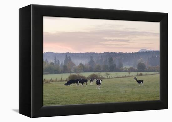 Canada, B.C., Vancouver Island, Cowichan Valley. Cows at a Dairy Farm-Kevin Oke-Framed Premier Image Canvas