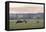 Canada, B.C., Vancouver Island, Cowichan Valley. Cows at a Dairy Farm-Kevin Oke-Framed Premier Image Canvas