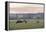 Canada, B.C., Vancouver Island, Cowichan Valley. Cows at a Dairy Farm-Kevin Oke-Framed Premier Image Canvas