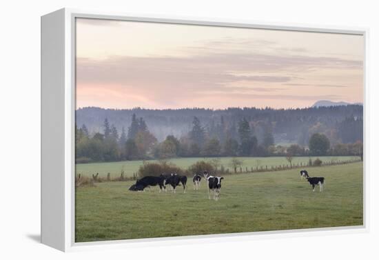 Canada, B.C., Vancouver Island, Cowichan Valley. Cows at a Dairy Farm-Kevin Oke-Framed Premier Image Canvas