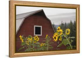 Canada, B.C., Vancouver Island, Cowichan Valley. Sunflowers by a Barn-Kevin Oke-Framed Premier Image Canvas