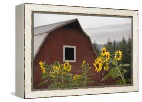 Canada, B.C., Vancouver Island, Cowichan Valley. Sunflowers by a Barn-Kevin Oke-Framed Premier Image Canvas