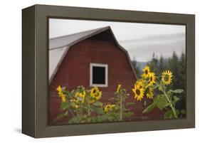 Canada, B.C., Vancouver Island, Cowichan Valley. Sunflowers by a Barn-Kevin Oke-Framed Premier Image Canvas