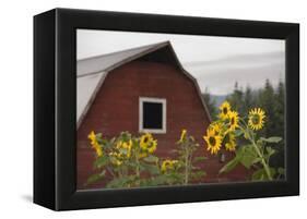 Canada, B.C., Vancouver Island, Cowichan Valley. Sunflowers by a Barn-Kevin Oke-Framed Premier Image Canvas