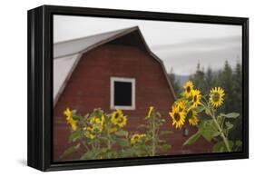 Canada, B.C., Vancouver Island, Cowichan Valley. Sunflowers by a Barn-Kevin Oke-Framed Premier Image Canvas
