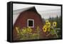 Canada, B.C., Vancouver Island, Cowichan Valley. Sunflowers by a Barn-Kevin Oke-Framed Premier Image Canvas