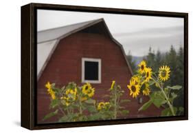 Canada, B.C., Vancouver Island, Cowichan Valley. Sunflowers by a Barn-Kevin Oke-Framed Premier Image Canvas