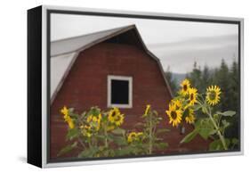 Canada, B.C., Vancouver Island, Cowichan Valley. Sunflowers by a Barn-Kevin Oke-Framed Premier Image Canvas