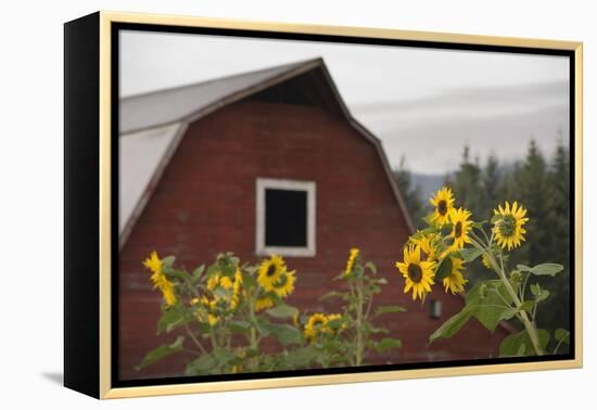 Canada, B.C., Vancouver Island, Cowichan Valley. Sunflowers by a Barn-Kevin Oke-Framed Premier Image Canvas