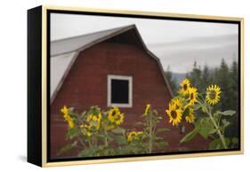 Canada, B.C., Vancouver Island, Cowichan Valley. Sunflowers by a Barn-Kevin Oke-Framed Premier Image Canvas