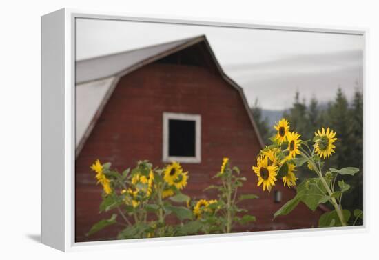 Canada, B.C., Vancouver Island, Cowichan Valley. Sunflowers by a Barn-Kevin Oke-Framed Premier Image Canvas