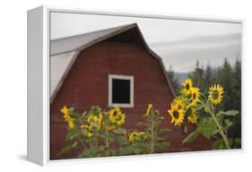 Canada, B.C., Vancouver Island, Cowichan Valley. Sunflowers by a Barn-Kevin Oke-Framed Premier Image Canvas