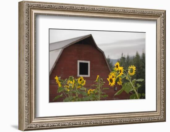 Canada, B.C., Vancouver Island, Cowichan Valley. Sunflowers by a Barn-Kevin Oke-Framed Photographic Print