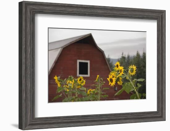 Canada, B.C., Vancouver Island, Cowichan Valley. Sunflowers by a Barn-Kevin Oke-Framed Photographic Print