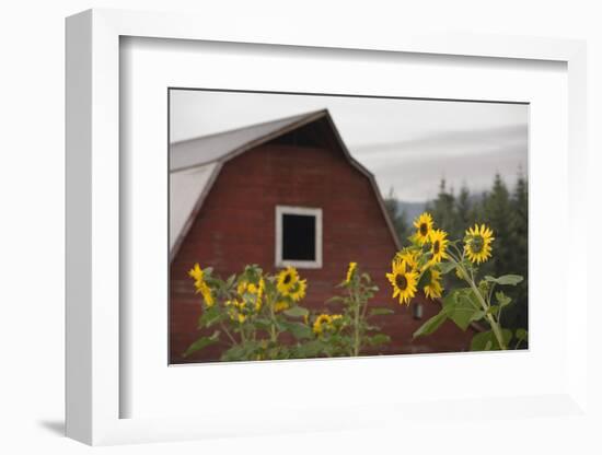 Canada, B.C., Vancouver Island, Cowichan Valley. Sunflowers by a Barn-Kevin Oke-Framed Photographic Print