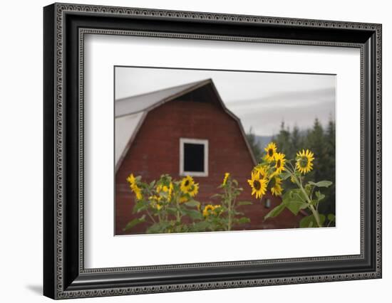 Canada, B.C., Vancouver Island, Cowichan Valley. Sunflowers by a Barn-Kevin Oke-Framed Photographic Print