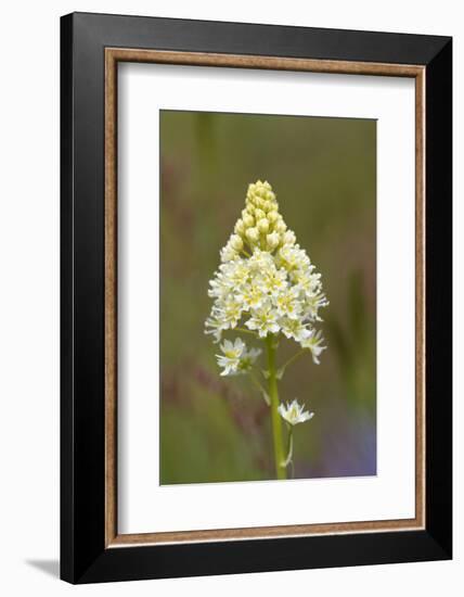 Canada, B.C, Vancouver Island. Death Camas, Zigadenus Venenosus-Kevin Oke-Framed Photographic Print