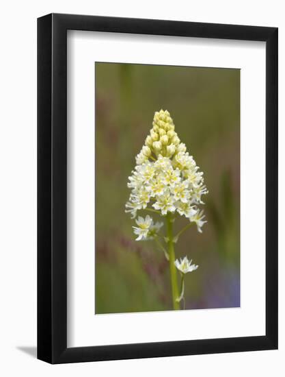 Canada, B.C, Vancouver Island. Death Camas, Zigadenus Venenosus-Kevin Oke-Framed Photographic Print